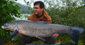 Schwarzer Amur / Graskarpfen, Gewicht: 40,0 Pfund, Fangdatum: 29.09.2013, Kder: Partikel, Land: sterreich