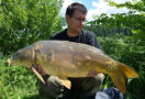 Spiegelkarpfen, Gewicht: 20 Pfund, Fangdatum: 19.05.2014, Kder: Carparea 2012 Boilie, Land: sterreich